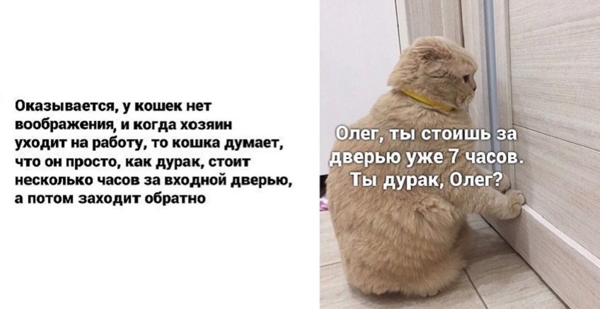 кошка ждет хозяина