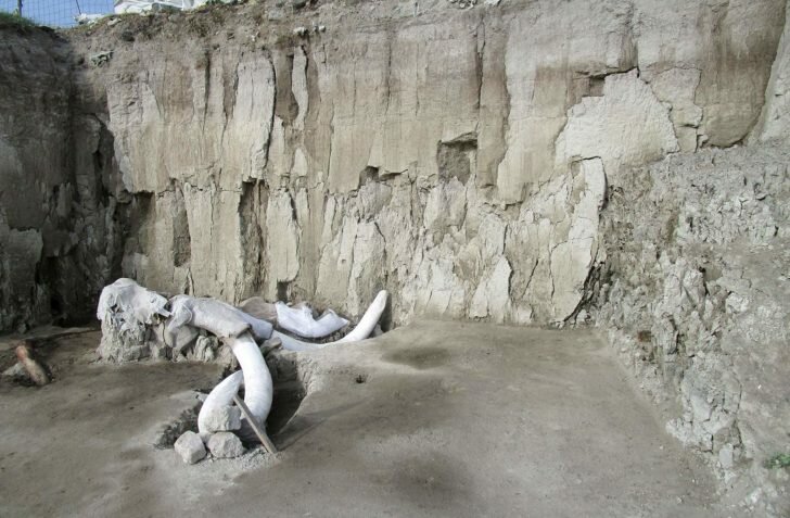 При строительстве аэропорта в Мексике были обнаружены сотни скелетов мамонтов
