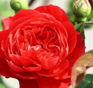 пионовидные розы Дэвида Остина