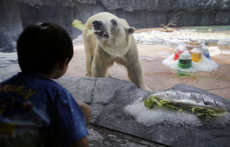 apphoto_singapore-zoo-polar-bear-760x486