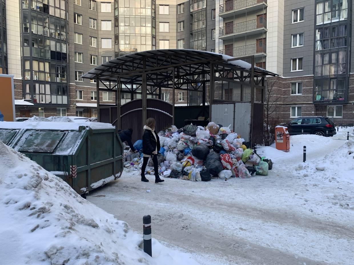 Среди мусорных куч в Петербурге все чаще стали появляться крысы