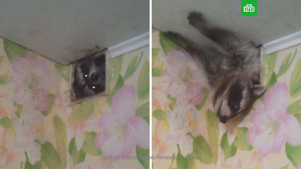 енот илюша разнес квартиру видео