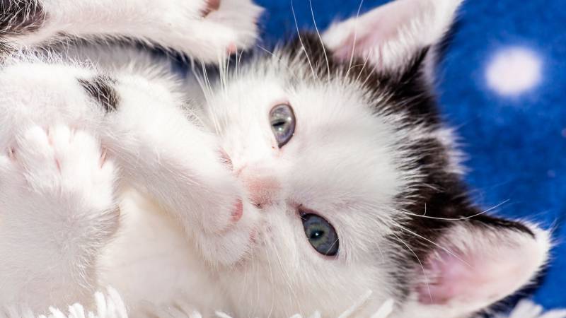 Пьяный мужчина выкинул котенка с седьмого этажа в Мордовии