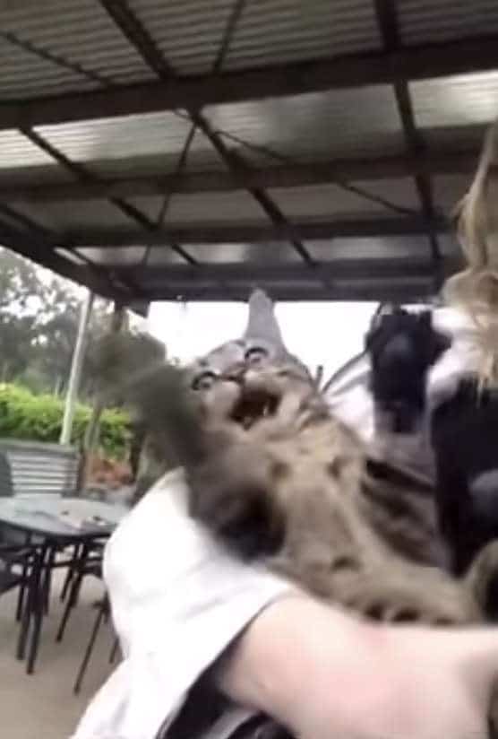 кошка удивлена