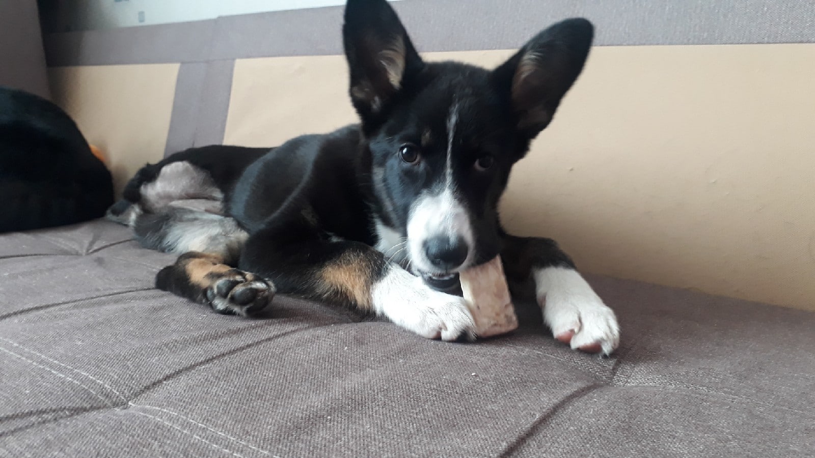 щенок на диване