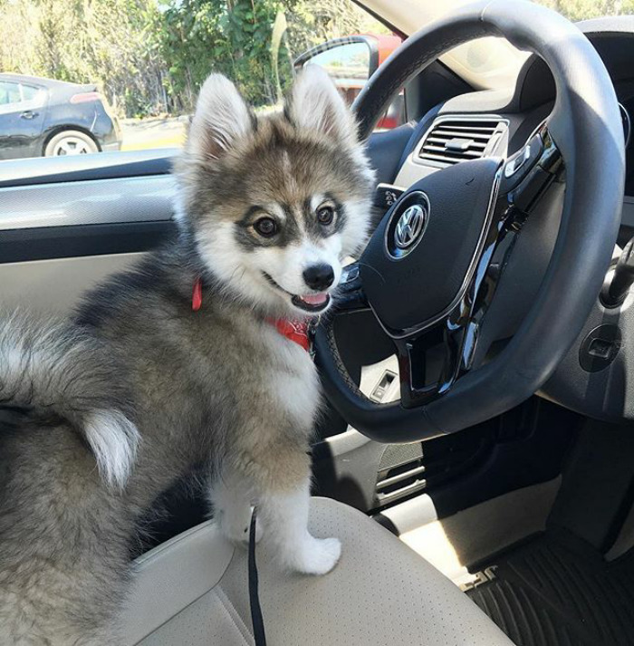 Norman The Pomsky
