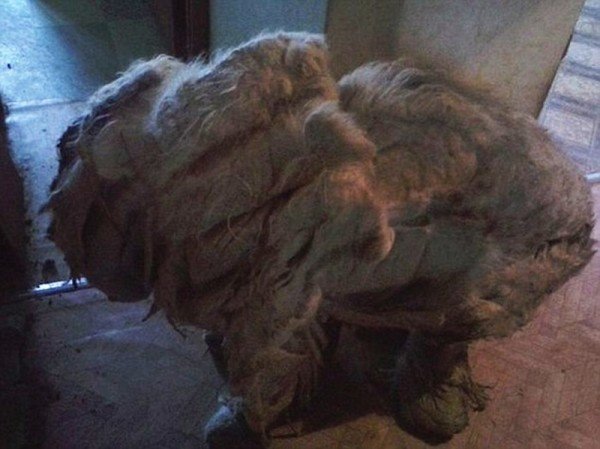 neglected-dog-3
