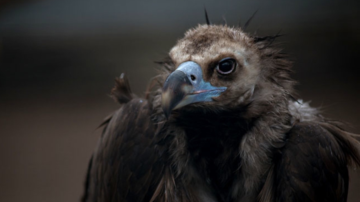 Инспекторы спасли молодого сокола от смерти в заповеднике Башкирии