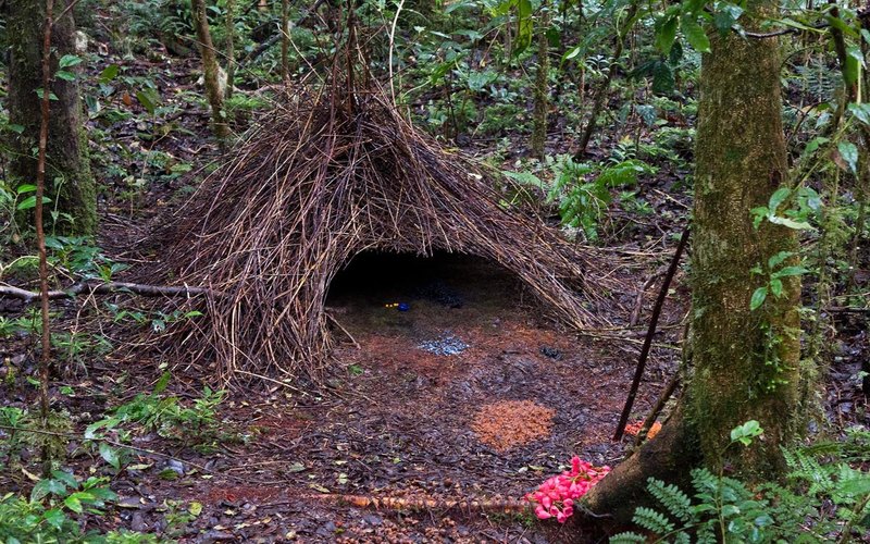 7 самых крутых архитекторов в животном мире