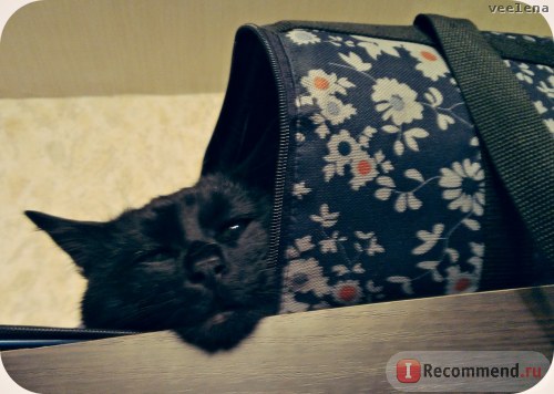 Макс на шкафу в переноске