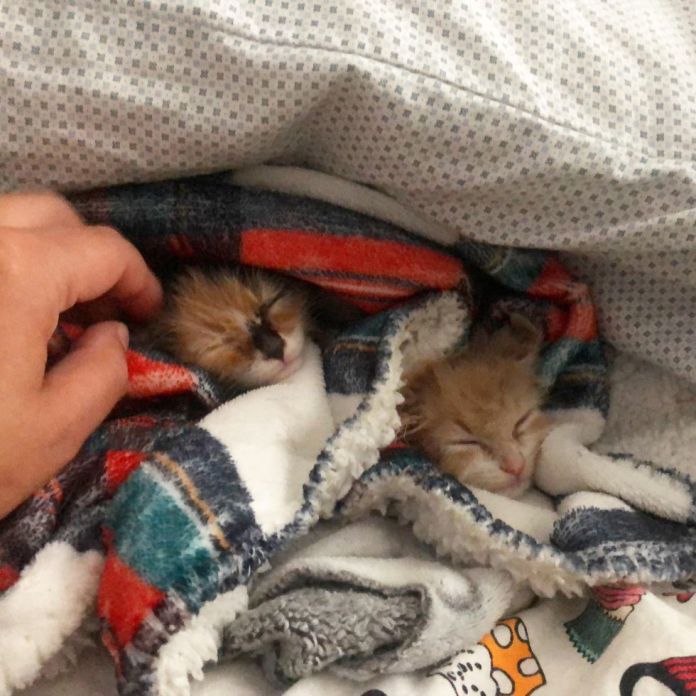 Без кота и жизнь не та
