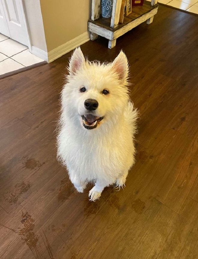 Собака сидит