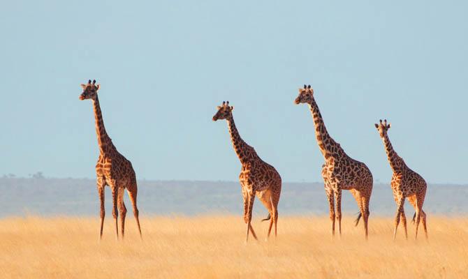 Самые большие животные в мире, Жираф