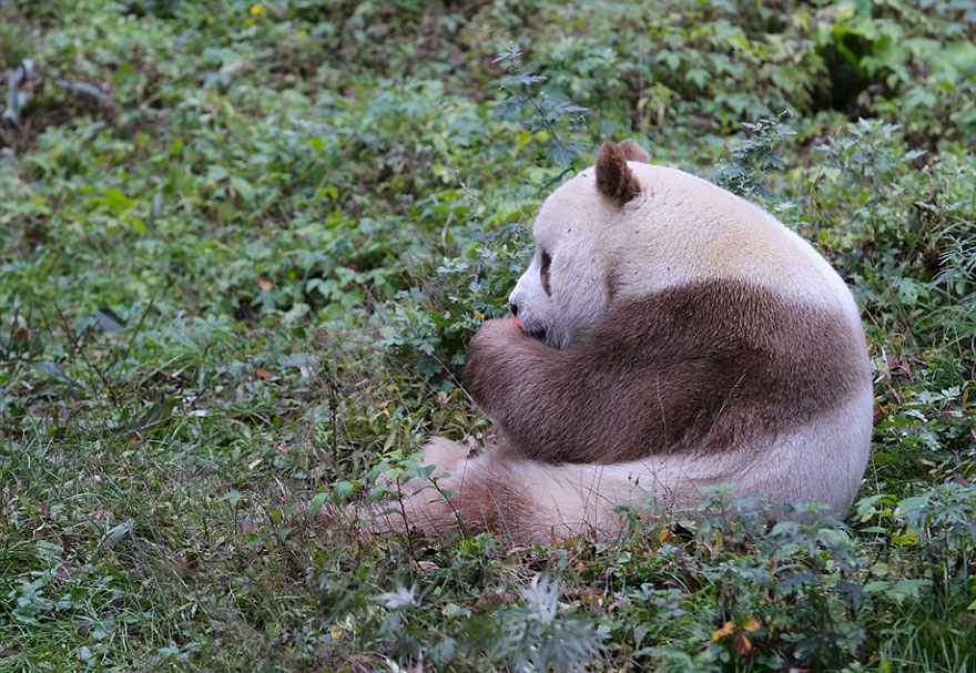 Коричневая панда