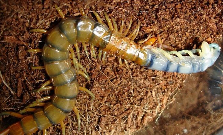 8 необычайно огромных насекомых планеты животный мир,насекомые