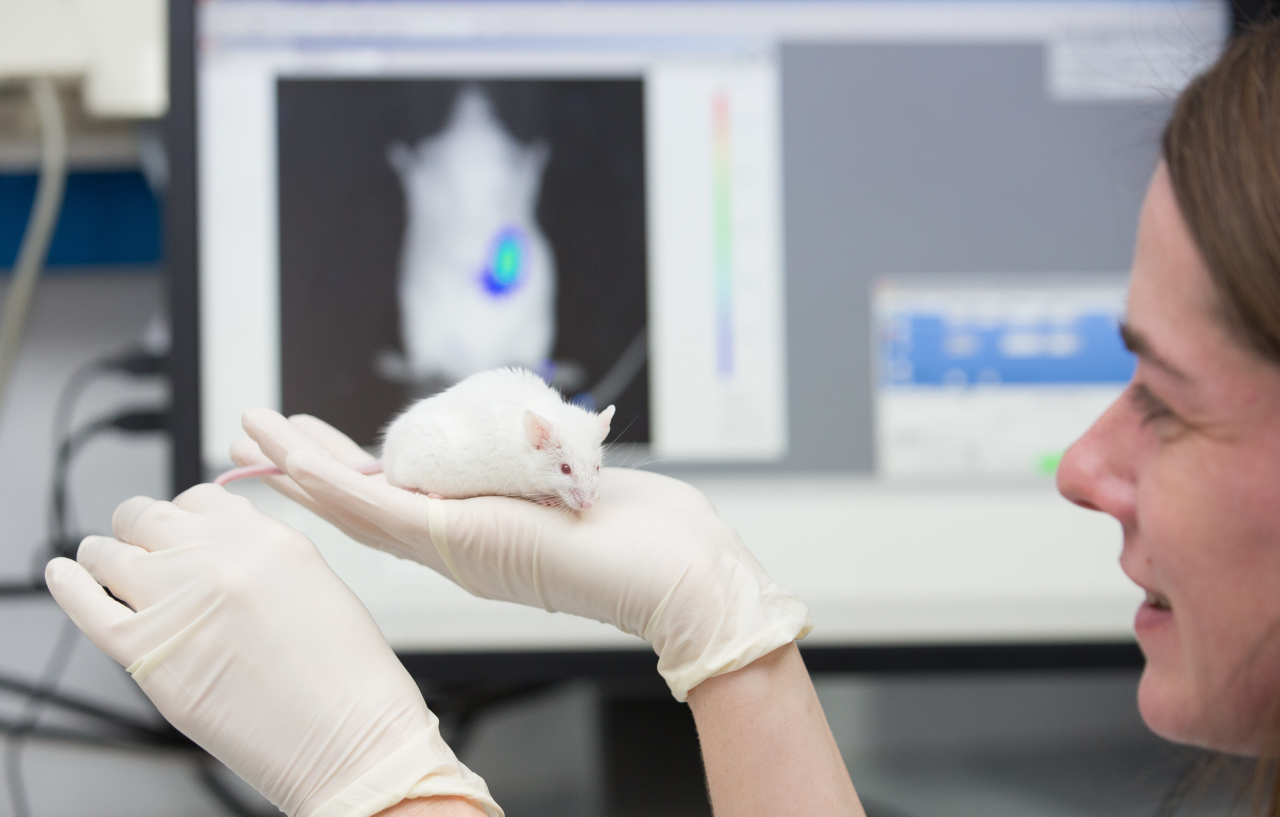 Учёные обнаружили, что лабораторные мыши обманывали их в экспериментах - El Mundo