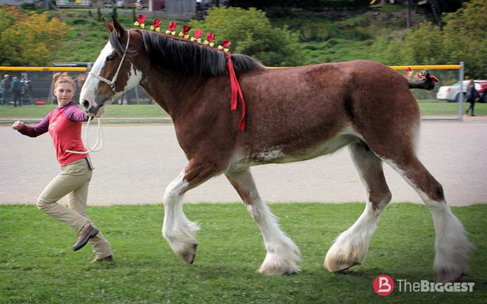 Очень большие лошади: Шотландский Клейдесдаль