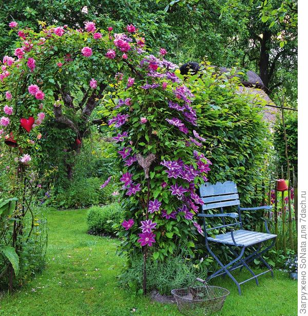 Клематис в вашем саду, или Да здравствует король! Клематис, Clematis, цветками, клематиса, клематис, viticella, texensis, тексенский, которые, плети, фиолетовый, почвы, крупноцветковый, мелкими, нужно, можно, именно, цветки, цельнолистный, представителей