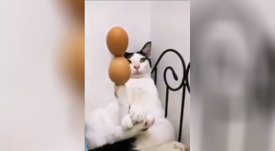Идеальный баланс: ловкая кошка удержала на лапке сразу два яйца