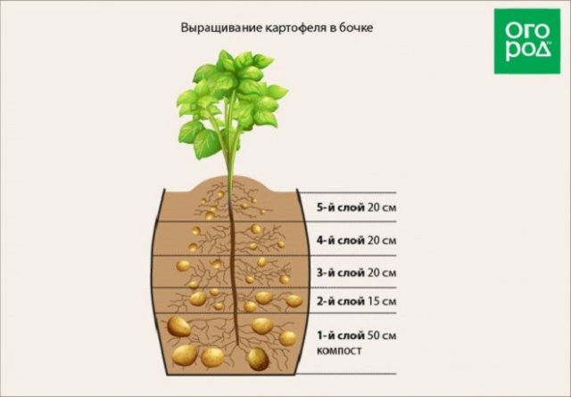 12 способов посадки картофеля: традиционные и новые 12 способов посадки картофеля: традиционные и новые идеи