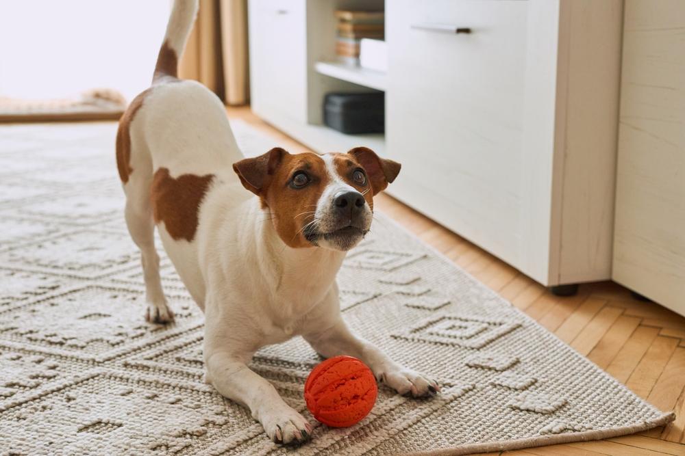 Собака боится оставаться одна: что такое сепарационная тревога у животных и как с ней работать животное, собаки, чтобы, сепарационной, собака, например, хозяина, одиночестве, кошек, тревога, собаку, будет, перед, тревоги, всего, стресс, также, может, можно, разлуки