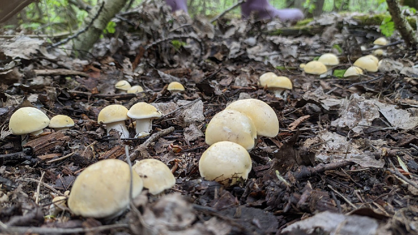 Известный миколог Вишневский объяснил, какие летние грибы появятся в конце мая в Тульской области | ТСН24