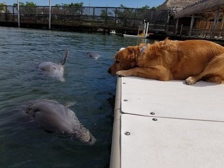 Мир поразила необычная дружба собаки и дельфина (ФОТО)