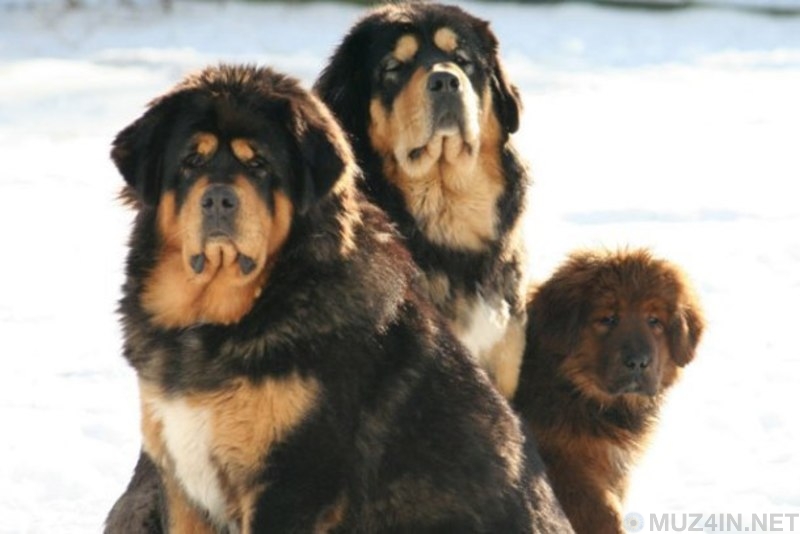 25 самых больших пород собак в мире, которых вы с удовольствием завели бы