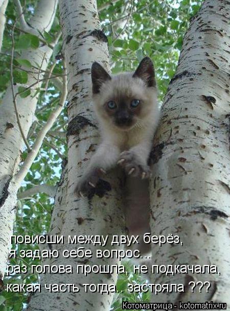 Котоматрица: повисши между двух берёз, я задаю себе вопрос... раз голова прошла, не подкачала, какая часть тогда.. застряла ???