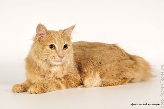 Кошачья фотосессия Кошачья фотосессия