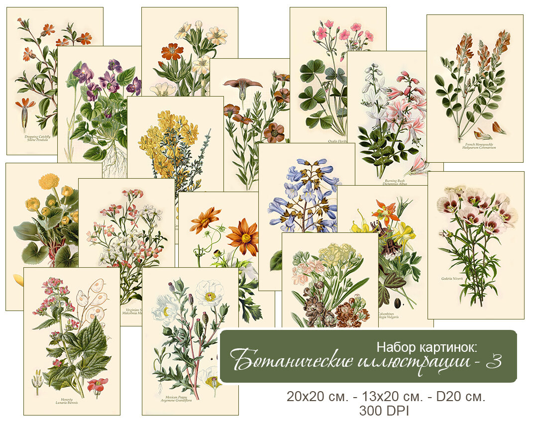 Набор с ботаническими иллюстрациями из старинного атласа.