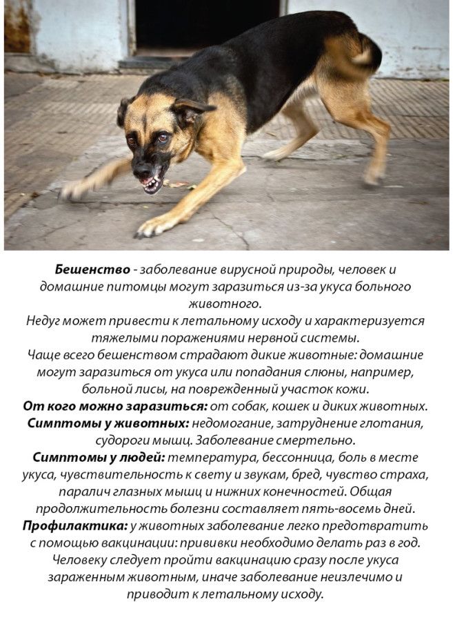 10 болезней, которыми вы можете заразиться от домашних животных 10 болезней, которыми вы можете заразиться от домашних животных