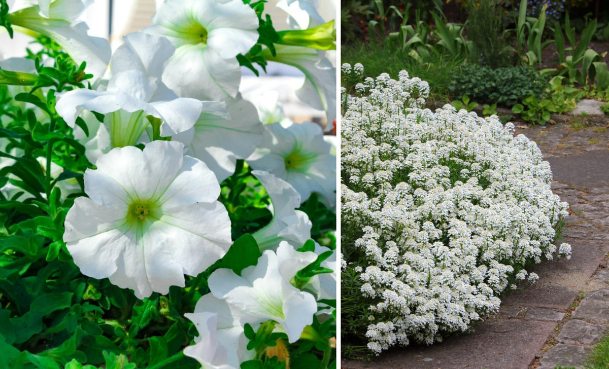 Однолетники с белыми цветками: 10 растений для изысканного цветника цветками, растения, сорта, может, очень, растение, белыми, могут, способом, рассадным, выращивают, можно, цветниках, грунт, растений, цветение, только, культуре, отлично, всего