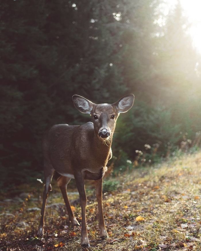 How I Got Seduced By Wildlife Photography