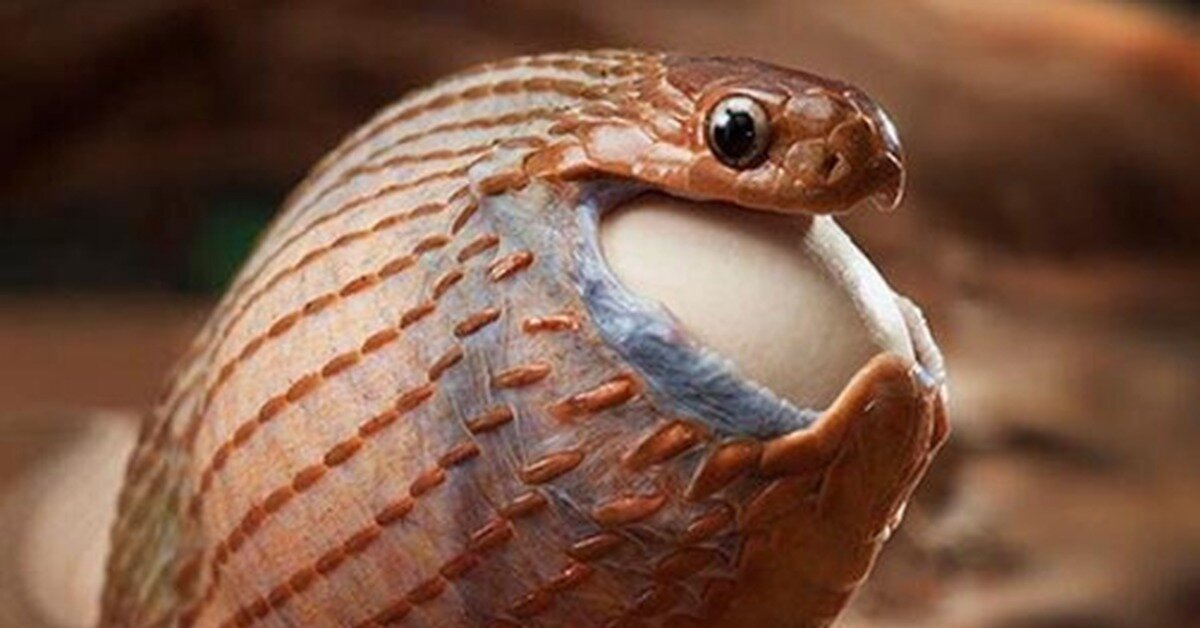 Африканская яичная змея: Победитель в номинации самая широкая глотка года Африканская яичная змея,животные,интересные факты,познавательно,природа