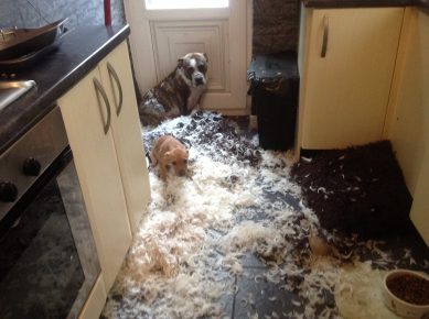 Животные на месте преступления: смешно и обидно не всё так грустно