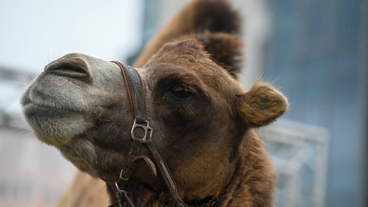 Фото уплетающего рябину верблюда из Карелии разлетелись по Сети