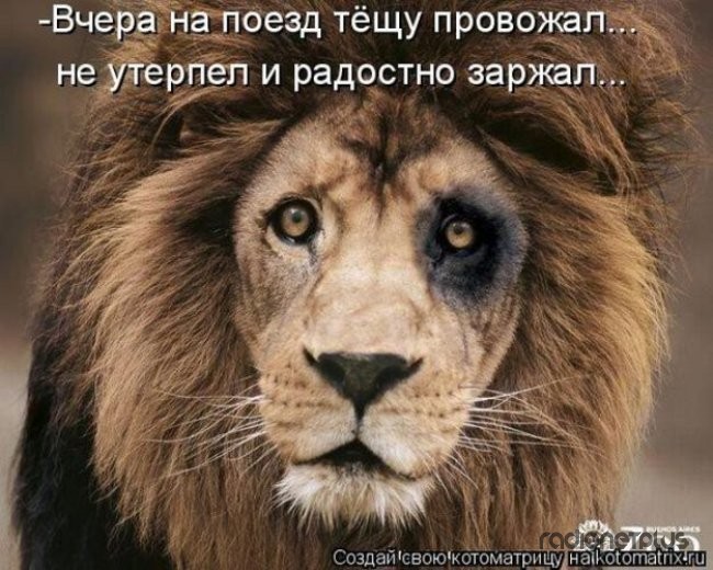 24 картинки развлекательного характера со зверьем 