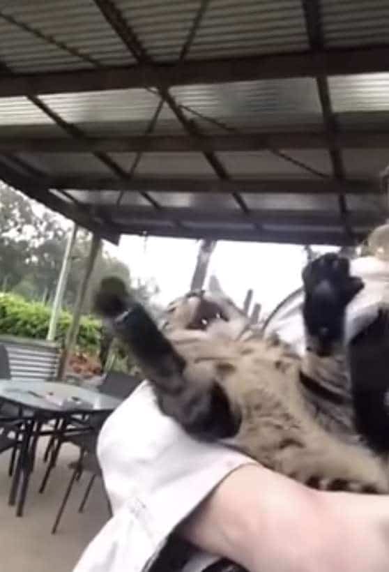 кошка удивлена