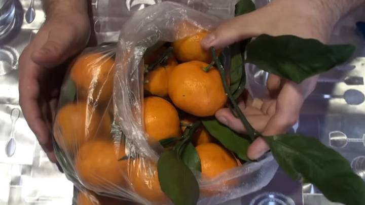 Черенки культурного мандарина: купила на рынке мандарины на ветке и вырастила свои комнатные растения,садоводство