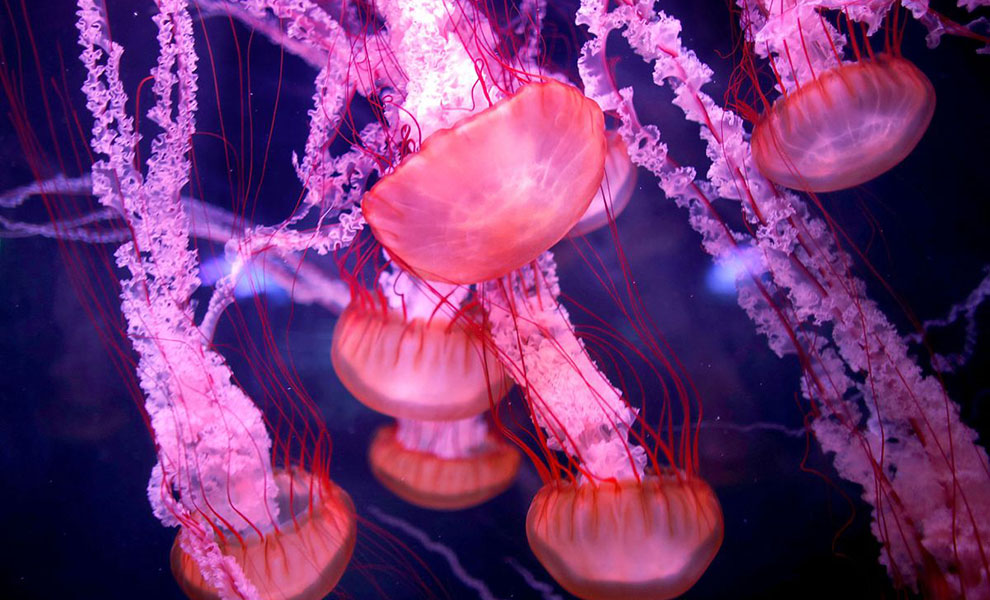 На земле есть только одно бессмертное существо — медуза. И ученые разгадали механизм ее бесконечной жизни