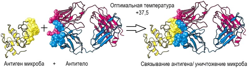 Сезонные вирусные инфекции - расплата за климат-комфорт простуды, капилляров, женьшеня, крови, человека, рефлекс, организма, простудой, спазм, слизистых, Однако, холодовой, более, времени, условиях, рефлекса, механизм, холода, слизи, данной