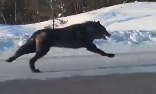 Волк км час. Оборотни в реальной жизни. Бегущая с волками. Чёрный волк бегает.