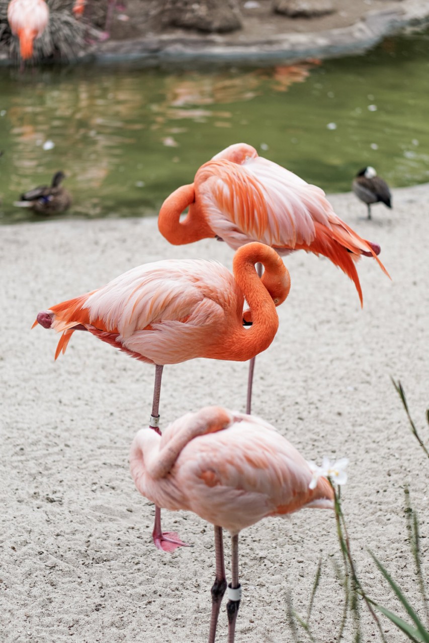 San Diego Zoo Spring 2016-2.jpg