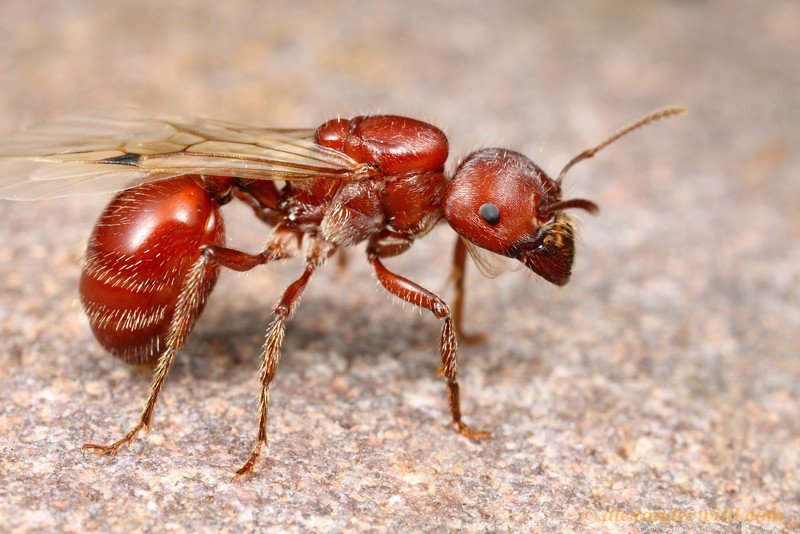 Красный американский муравей-жнец, или Бородатый муравей-жнец — жалящий вид муравьёв трибы Myrmicini из подсемейства Myrmicinae, имеющий один из самых сильных ядов среди всех насекомых муравьи, насекомые, опасные, страшные, фауна