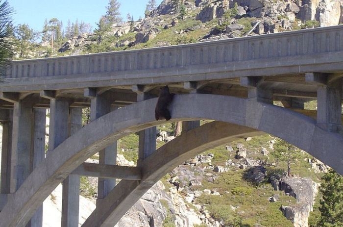 спасение медведя мост, медведь застрял под мостом