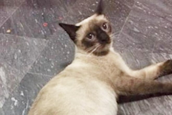 Кошка лежит