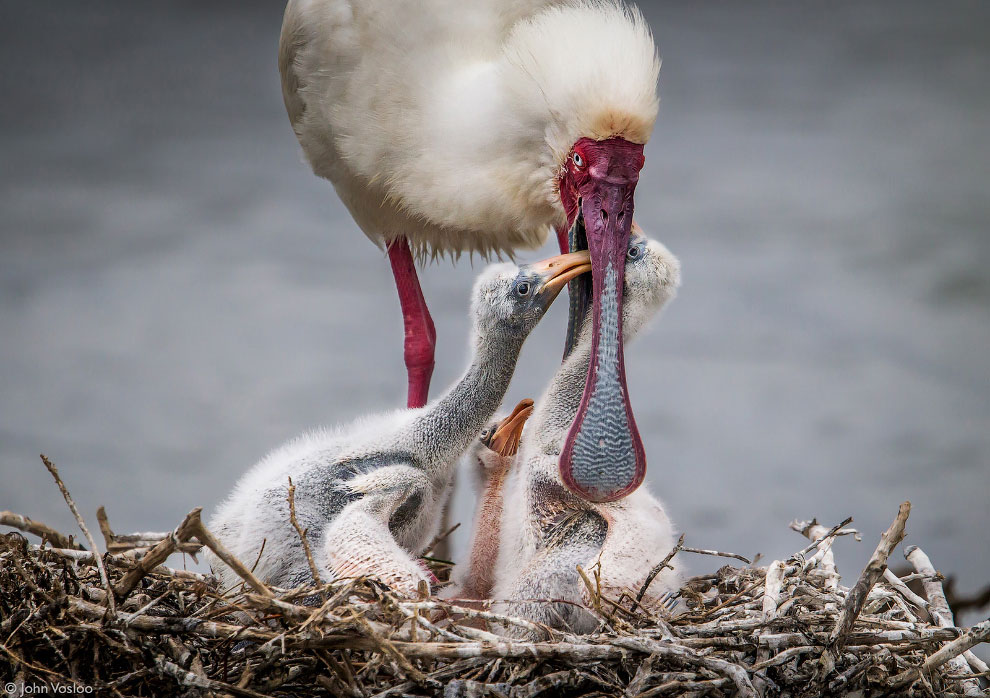 Лучшие фотографии Африки 2020 Африка,фотографии