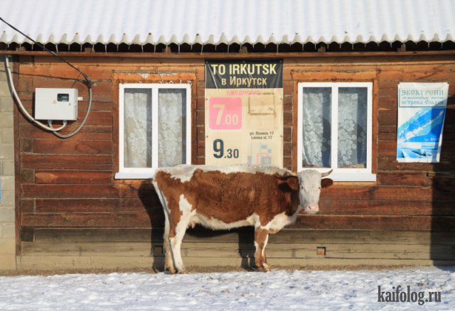 Русские приколы и маразмы