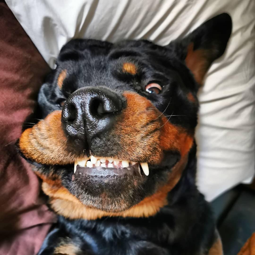 Собака улыбака ротвейлер